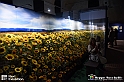 VBS_8124 - Van_Gogh_experience